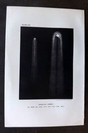 Ball C1900 Antique Astronomy Print. Coggia's Comet as seen in 1874 12