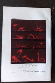 Ball C1900 Antique Astronomy Print. Solar Prominences 04