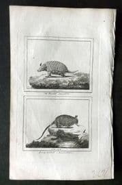 Barr & Buffon 1797 Antique Print. Armadillo, Long Tailed Armadillo