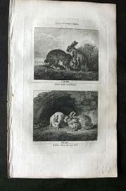 Barr & Buffon 1797 Antique Print. Hares & Rabbits