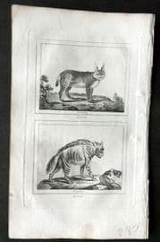 Barr & Buffon 1797 Antique Print. Lynx, Hyena