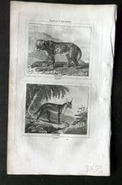 Barr & Buffon 1797 Antique Print. Panther, Caracal