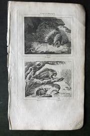Barr & Buffon 1797 Antique Print. Porcupine, Tendrec, Coendou