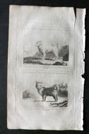 Barr & Buffon 1797 Antique Print. Wolf & Siberian Dog