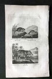 Barr & Buffon 1797 Print. Muscovy Rat, Canadian Musk Rat & Mexican Hog