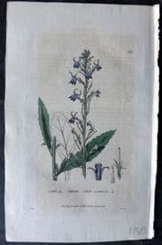 Baxter 1834 Hand Col Botanical Print. Acrid Lobelia 79