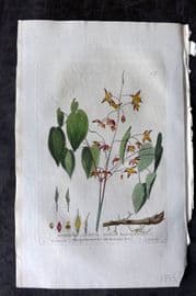 Baxter 1834 Hand Col Botanical Print. Alpine Barrenwort 47