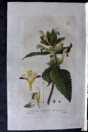 Baxter 1834 Hand Col Botanical Print. Bee-Nettle 75