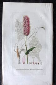 Baxter 1834 Hand Col Botanical Print. Bistort or Snake-Weed 05