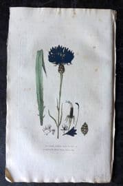 Baxter 1834 Hand Col Botanical Print. Blue Bottle 35