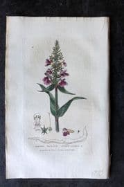 Baxter 1834 Hand Col Botanical Print. Clown's Allheal 16