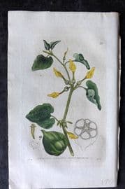 Baxter 1834 Hand Col Botanical Print. Common Birthwort 28