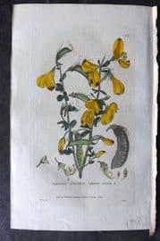 Baxter 1834 Hand Col Botanical Print. Common Broom 77