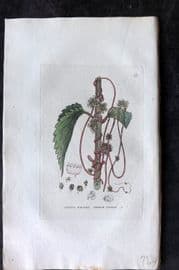 Baxter 1834 Hand Col Botanical Print. Common Dodder 18