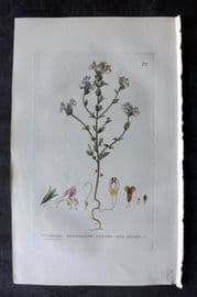 Baxter 1834 Hand Col Botanical Print. Common Eye Bright 72