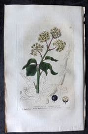 Baxter 1834 Hand Col Botanical Print. Common Ivy 32
