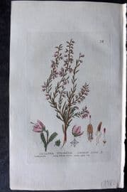 Baxter 1834 Hand Col Botanical Print. Common Ling 76