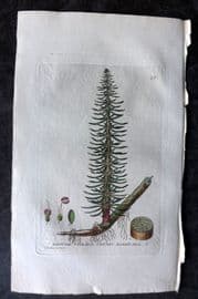 Baxter 1834 Hand Col Botanical Print. Common Mares-Tail 49