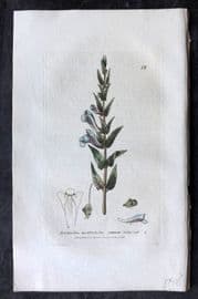 Baxter 1834 Hand Col Botanical Print. Common Skull Cap 12
