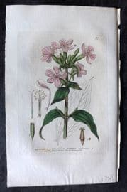 Baxter 1834 Hand Col Botanical Print. Common Snapwort 37