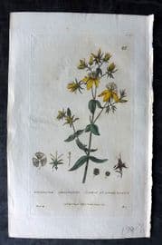 Baxter 1834 Hand Col Botanical Print. Common St. John's Wort 80