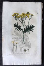 Baxter 1834 Hand Col Botanical Print. Common Tansy 24