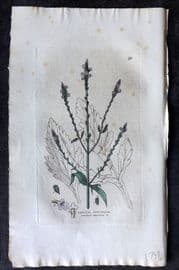 Baxter 1834 Hand Col Botanical Print. Common Vervain 26