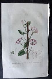 Baxter 1834 Hand Col Botanical Print. Corn Bindweed 58