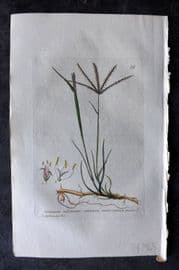 Baxter 1834 Hand Col Botanical Print. Creeping Dog's Tooth Grass 59