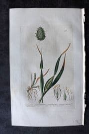 Baxter 1834 Hand Col Botanical Print. Cultivated Canary Grass 56