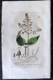 Baxter 1834 Hand Col Botanical Print. Enchanter's Nightshade 09
