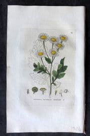 Baxter 1834 Hand Col Botanical Print. Feverfew 20