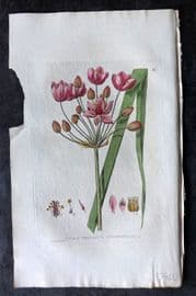 Baxter 1834 Hand Col Botanical Print. Flowering Rush 34