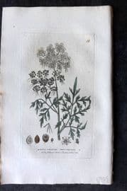 Baxter 1834 Hand Col Botanical Print. Fool's Parsley 19
