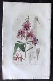Baxter 1834 Hand Col Botanical Print. French Willow 14