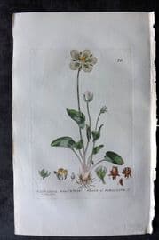Baxter 1834 Hand Col Botanical Print. Grass of Parnassus 70