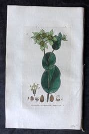 Baxter 1834 Hand Col Botanical Print. Hare's Ear 13