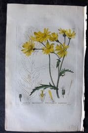 Baxter 1834 Hand Col Botanical Print. Inelegant Ragwort 52