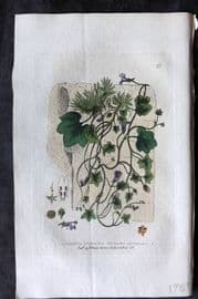 Baxter 1834 Hand Col Botanical Print. Ivy Leaved Snapdragon 23
