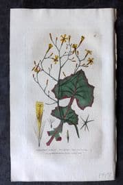 Baxter 1834 Hand Col Botanical Print. Ivy Leaved Wall Lettuce 27