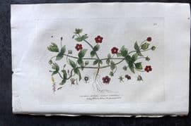 Baxter 1834 Hand Col Botanical Print. Scarlet Pimpernel 29