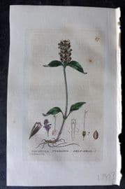 Baxter 1834 Hand Col Botanical Print. Self Heal 67