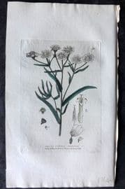 Baxter 1834 Hand Col Botanical Print. Sneezewort 36