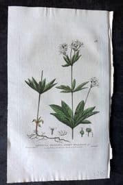 Baxter 1834 Hand Col Botanical Print. Sweet Woodruff 46