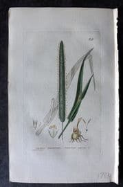 Baxter 1834 Hand Col Botanical Print. Timothy Grass 68