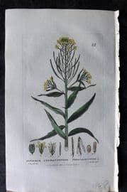 Baxter 1834 Hand Col Botanical Print. Treacle Mustard 62