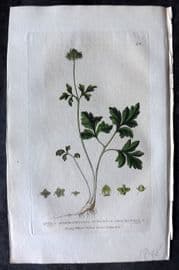 Baxter 1834 Hand Col Botanical Print. Tuberous Moschatell 42