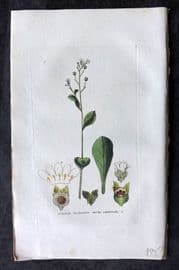 Baxter 1834 Hand Col Botanical Print. Water Pimpernel 11