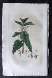 Baxter 1834 Hand Col Botanical Print. White Dead Nettle 31