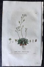 Baxter 1834 Hand Col Botanical Print. Whitlow Grass 38